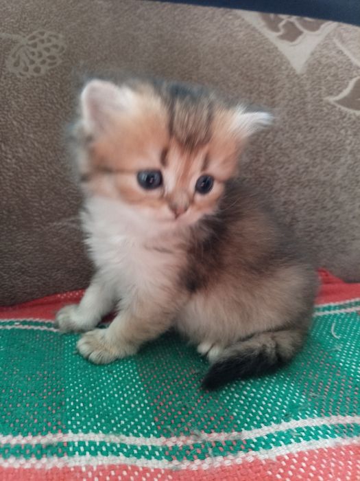 Британские котята
