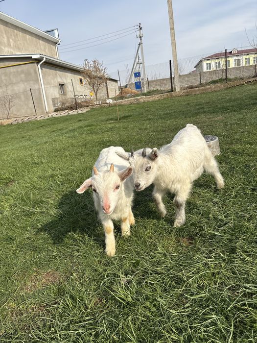 Лақтар 2 шт  2 айлық