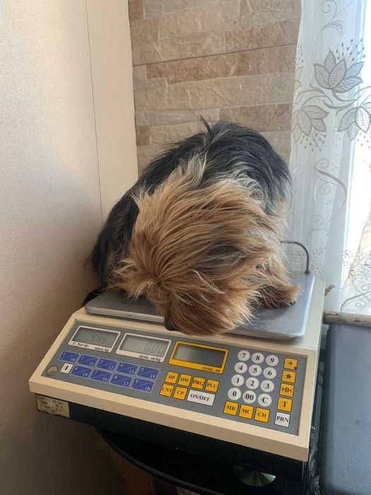 продавам мъжки йоркшир териери