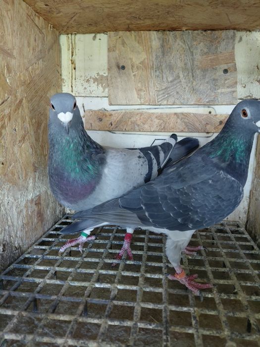 Vând porumbei-desființare crescatorie