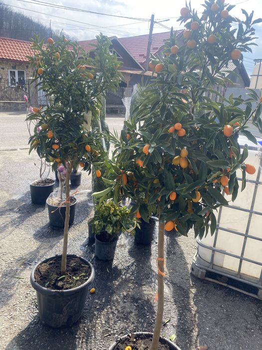 Pomi fructiferi si citrice