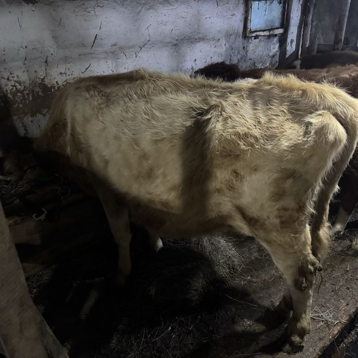 Продам 2 коровы с телятами