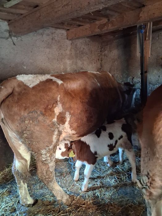 Vând vacă cu vițea