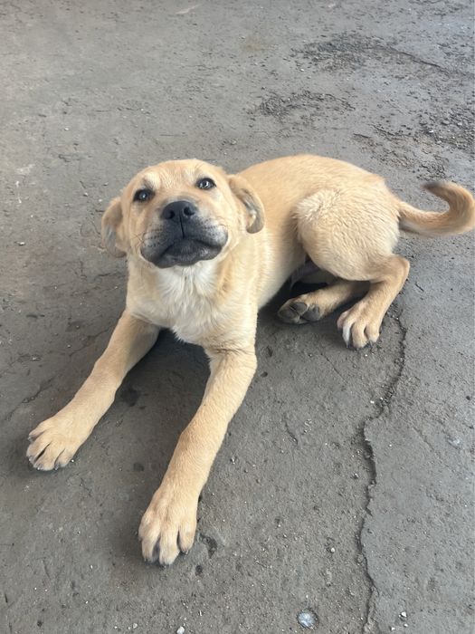 Отдам щенка бесплатно. Шымкент