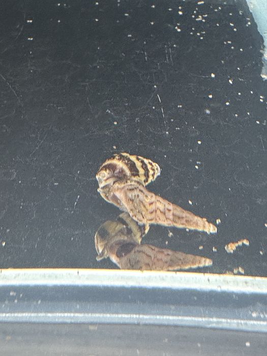 Хищная улитка хелена