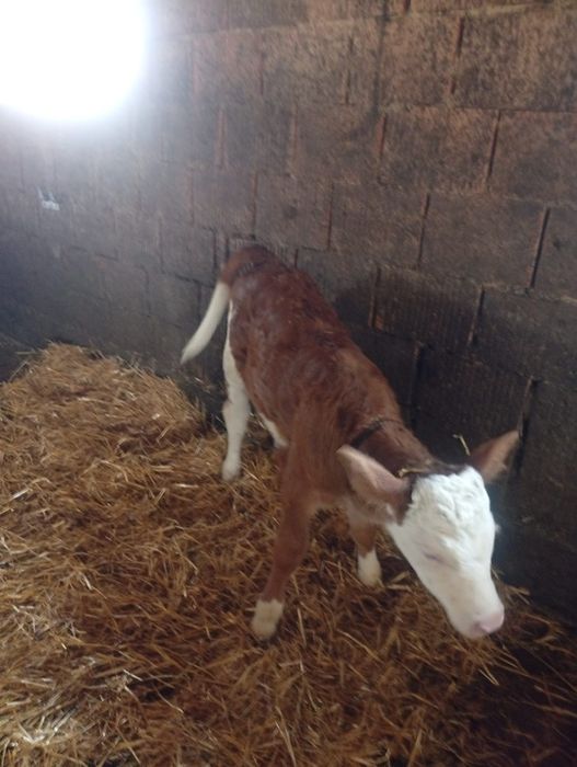 Disponibilă vitea din vaca foarte buna de lapte