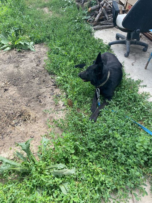 Вео ищеть себе невесту! НЕ ПРОДАЮ