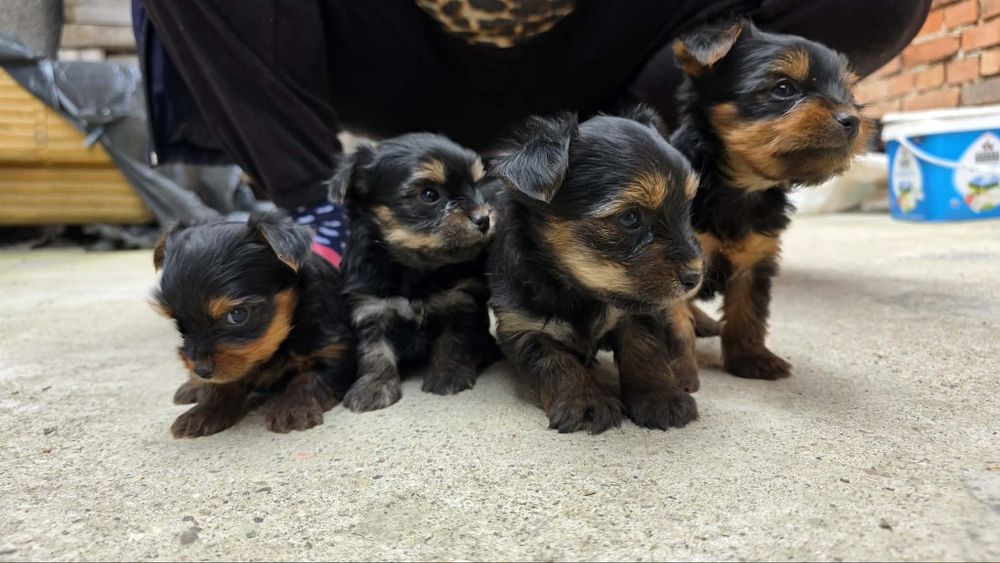 Мини йорки 350 евро