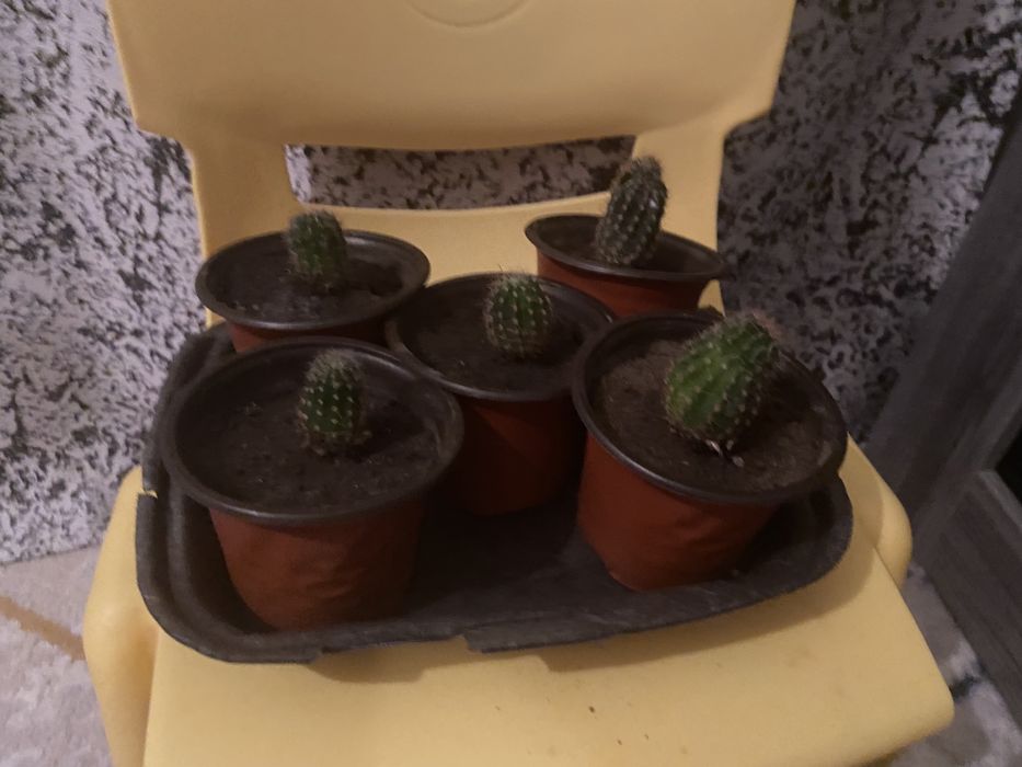 Продам кактусят