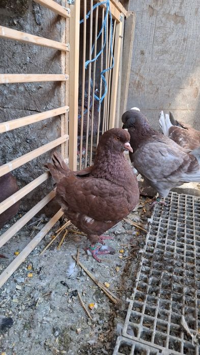 Vând porumbei kingi