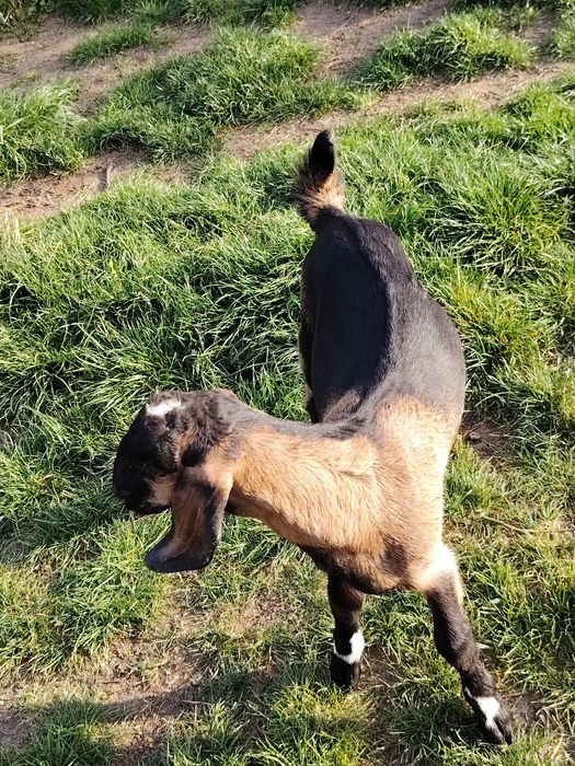 Tapisor anglo nubian de vânzare