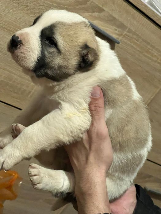 Алабай, щенок 1 мес