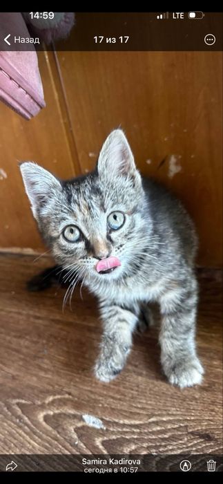 Rasim tawap turiw kerak