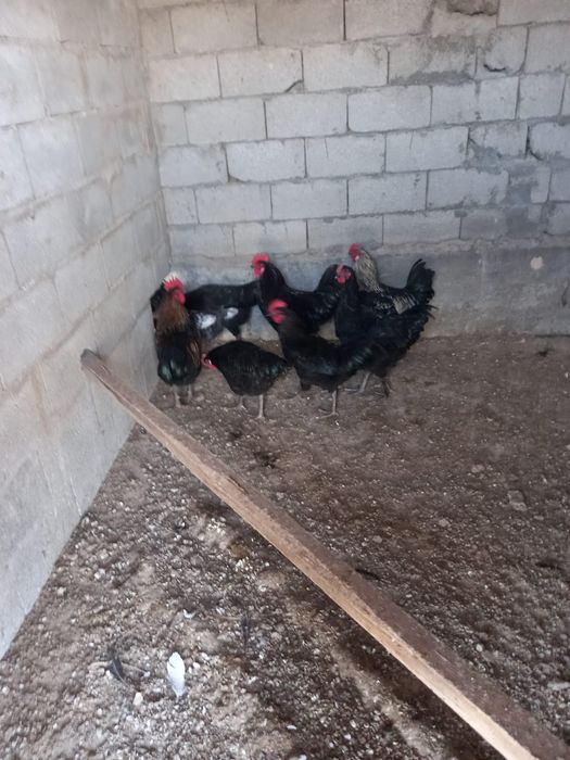 Петухи джерсииские