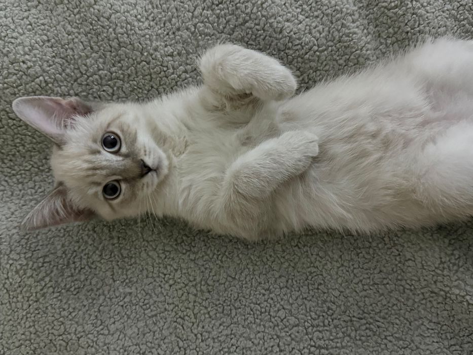 домашние котята
