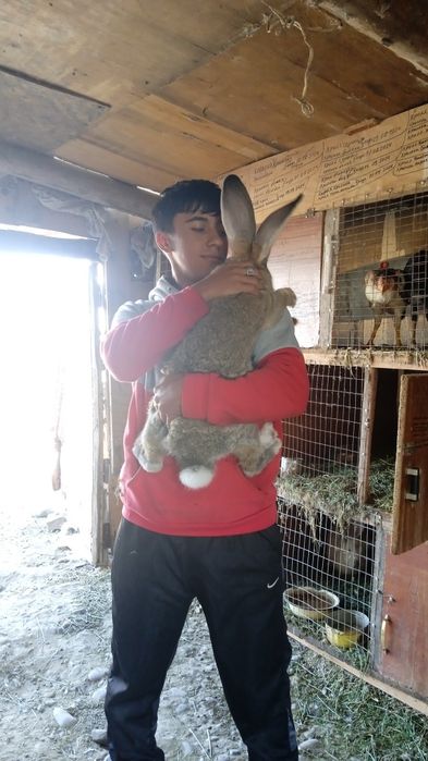 Прадам.кралов рабочих и пародистых