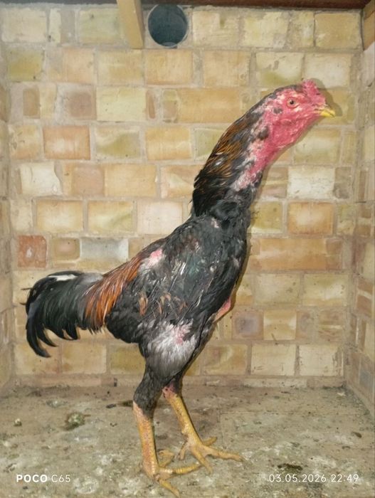 Dakan joja sotiladi