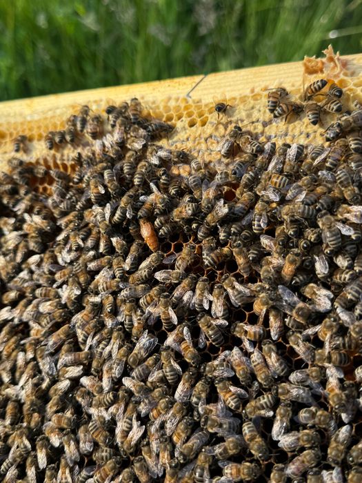 Botci , mătci , material biologic