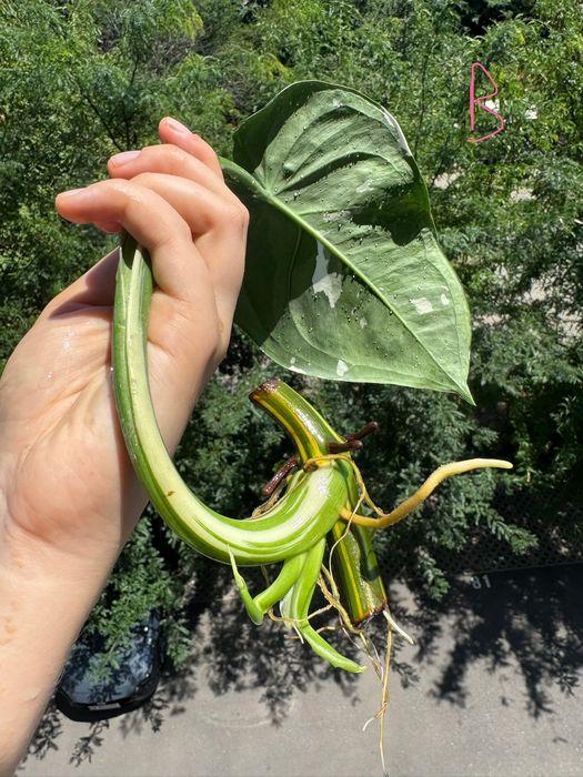 Syngonium chiapense, cuttinguri bine înrădăcinate cu alb pe tulpina