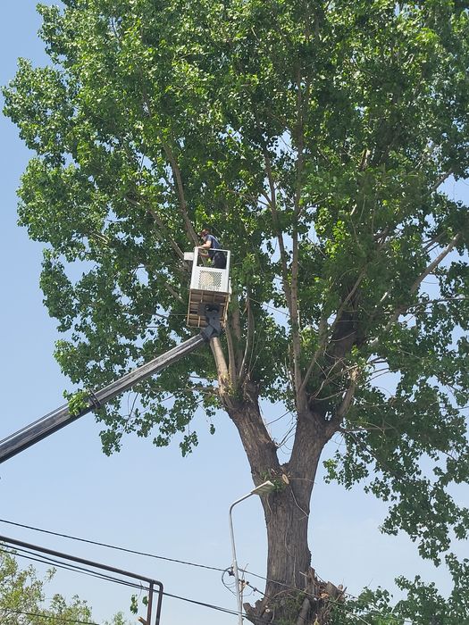 Спил деревьев агаш кесемиз