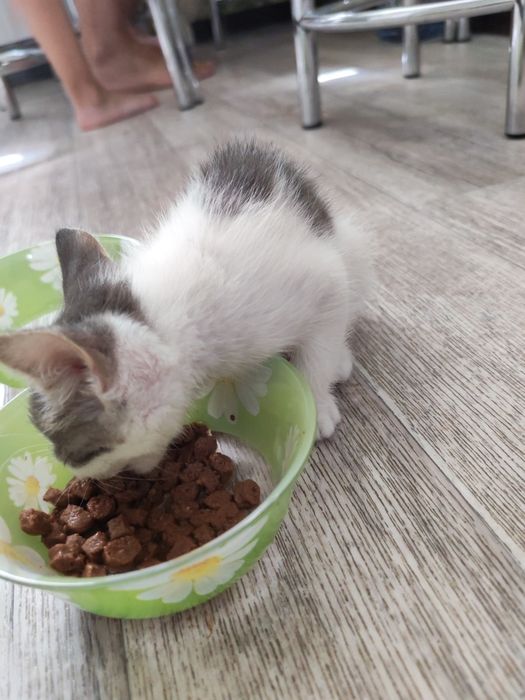 Котенок мальчик.  Очень ласковый