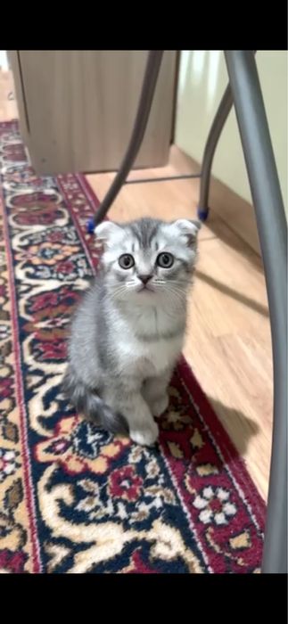 Шотландцы продае