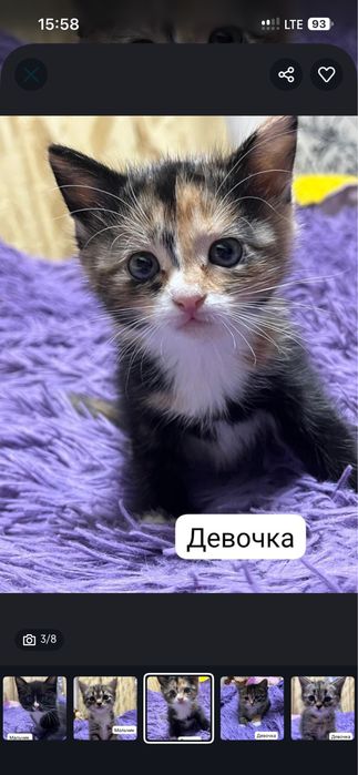 Отдам котят в хорошие руки