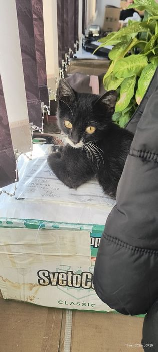 Отдам котенка, мальчик