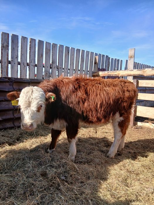 Бычки Акбасы ...