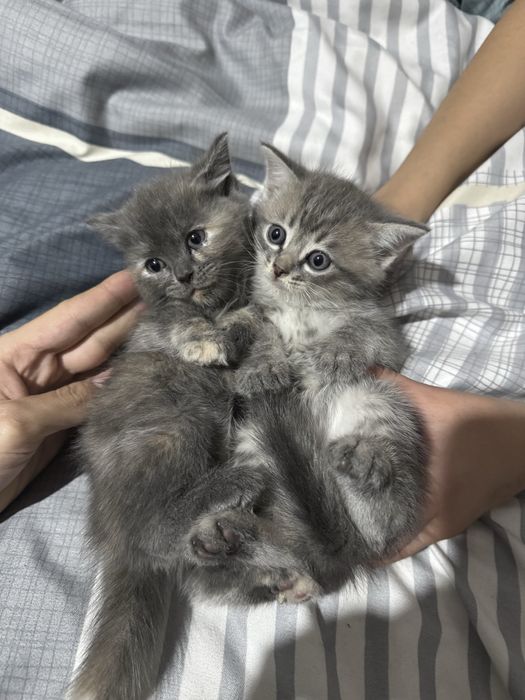 Отдам бесплатно кошки