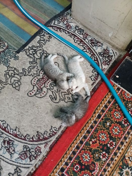 Zotli Mushuk Bollari Sotiladi