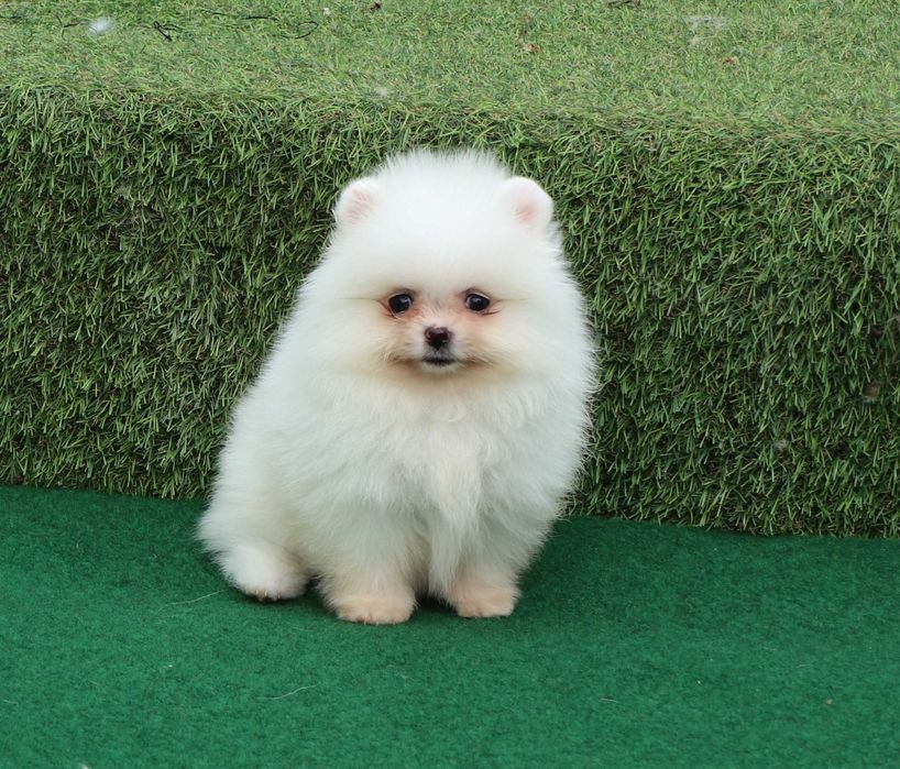 Pomeranian alb mini toy cu pedigree