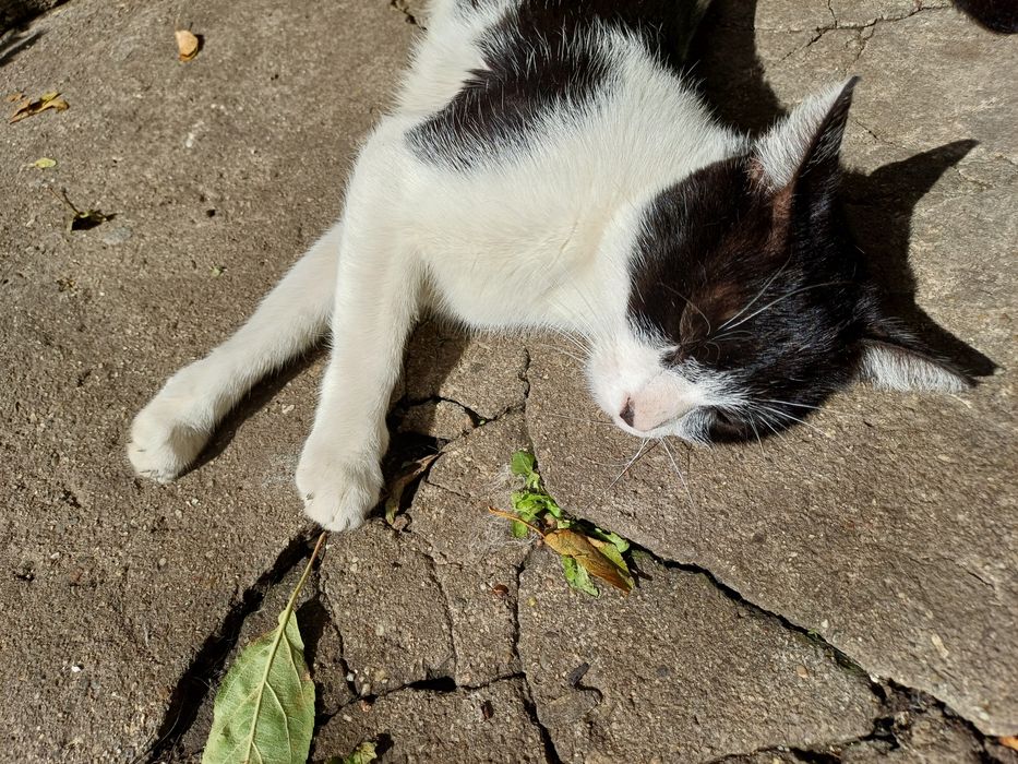 Търси дом - нежна домашна котка