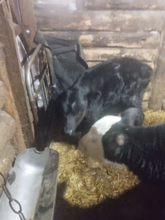 Продам телят 5голов