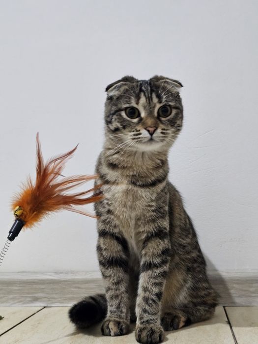 Шотландская вислоухая кошечка