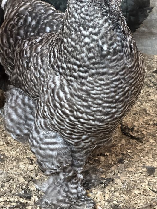 Брама кукушечная или полосатая