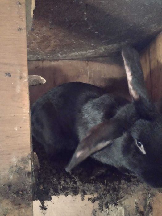 Vând iepuri (talie mică/mare)