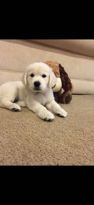 Catel golden retriever