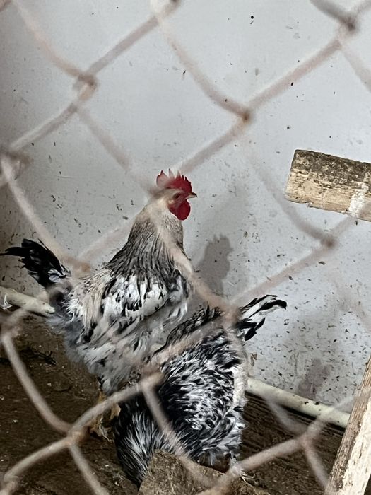 Әтештер сатылады.