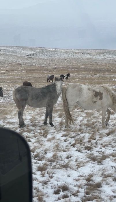 Жирный Тай еркек