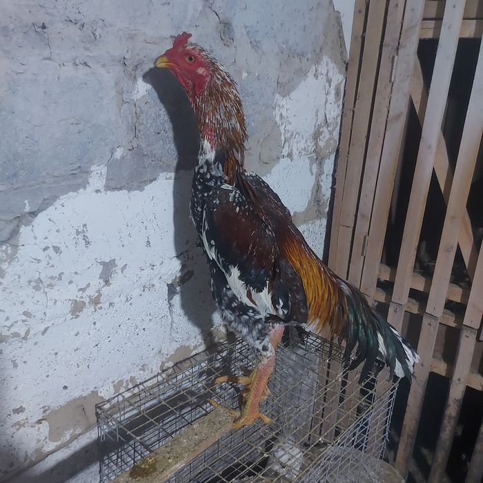 Корейц китай 1.5год  вес  4.8кг