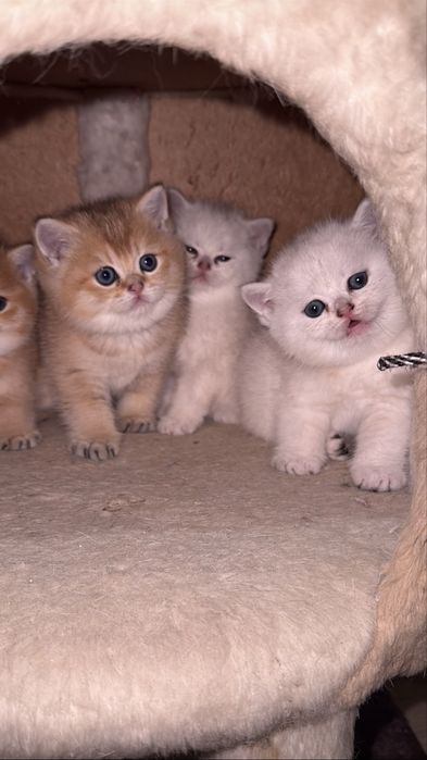 Серебристая шиншилла!