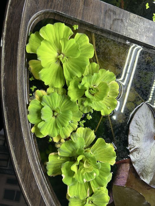 Продам аквариумные растения