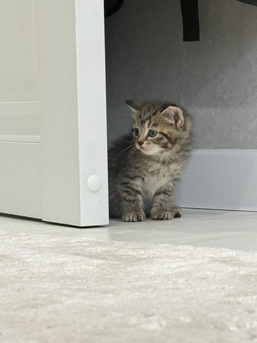 Отдам котёнка в хорошие руки