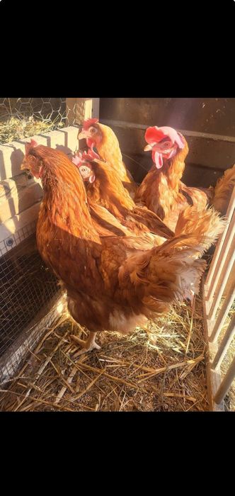 găini roșii outoare