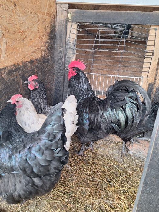 Australorp ouă pentru incubat