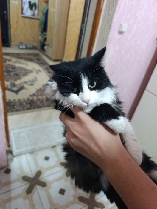 Кошка самка отдам даром