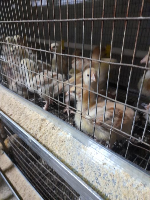 Vand pui toate roca 750g-15 cabir colorati450g-12