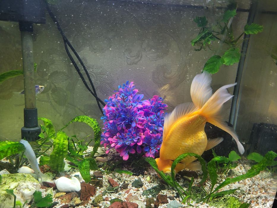 Золотая рыбка телескоп