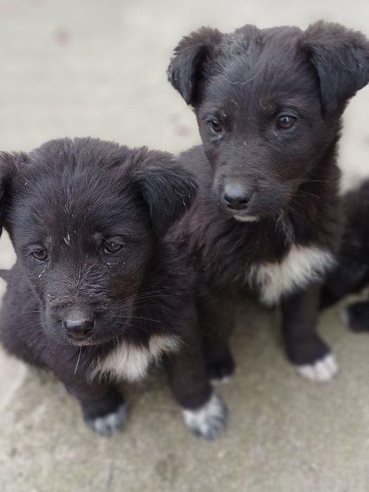 Подаряват се . кученца.